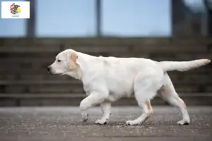Read more about the article Labrador breeders and puppies in Illinois