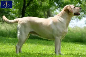 Read more about the article Labrador breeders and puppies in Indiana