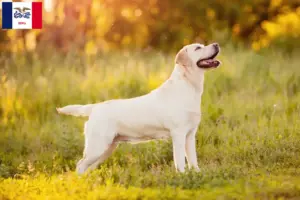 Read more about the article Labrador breeders and puppies in Iowa