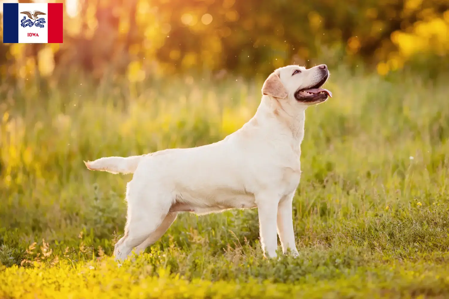 Labrador puppies and breeders Iowa Find Labrador breeders in Iowa here.