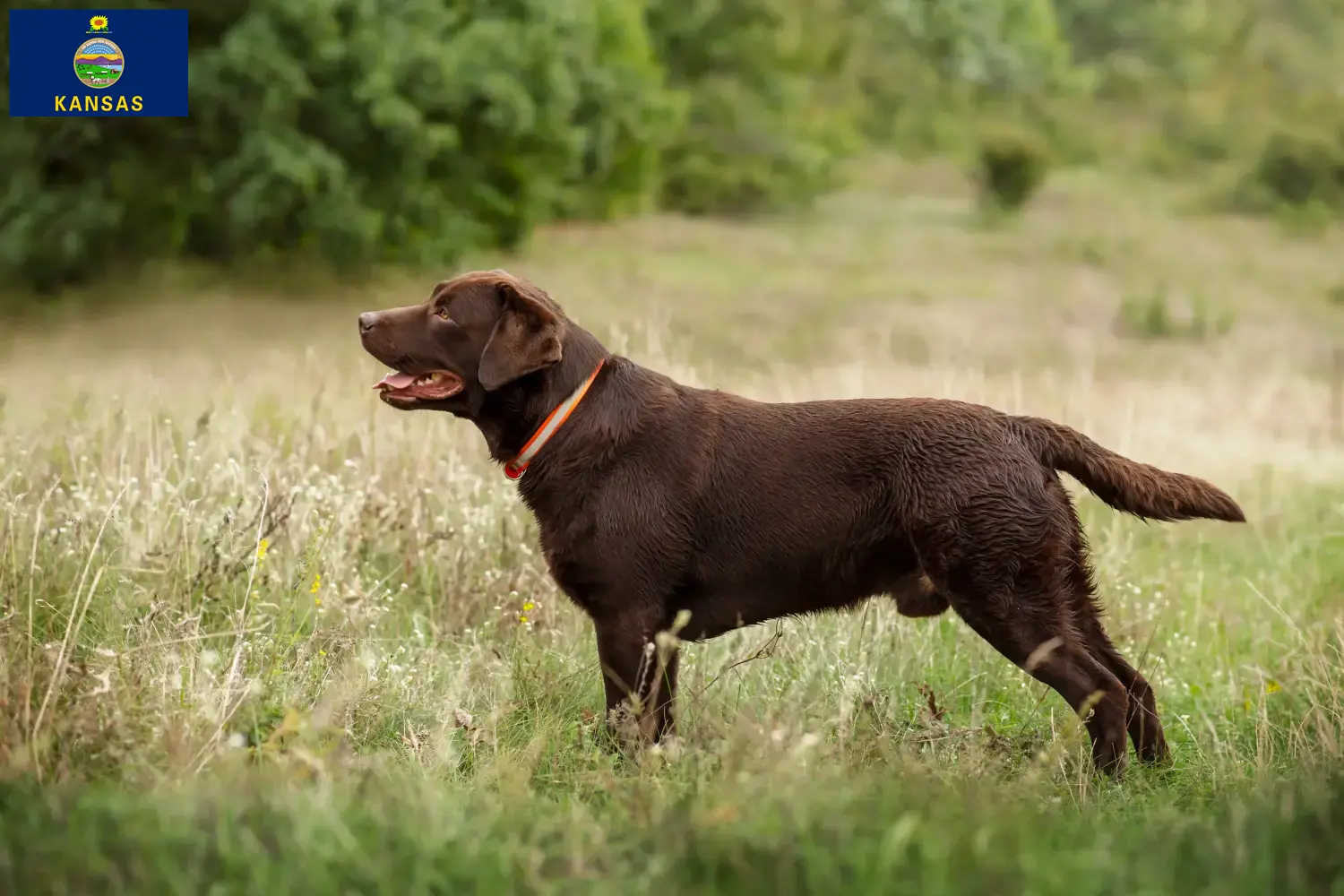 Labrador puppies and breeder Kansas Find Labrador breeders in Kansas here.