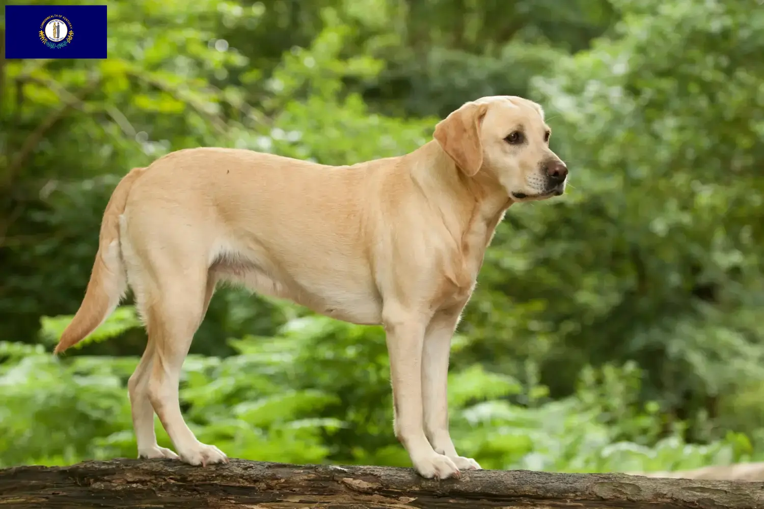 Labrador puppies and breeder Kentucky Find Labrador breeders in Kentucky.