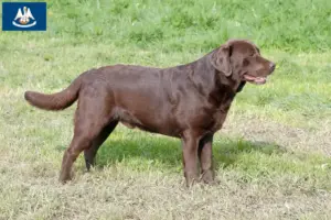 Read more about the article Labrador breeders and puppies in Louisiana