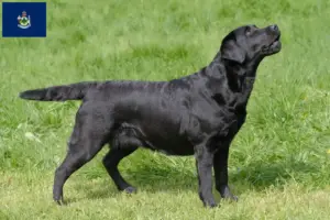 Read more about the article Labrador breeders and puppies in Maine