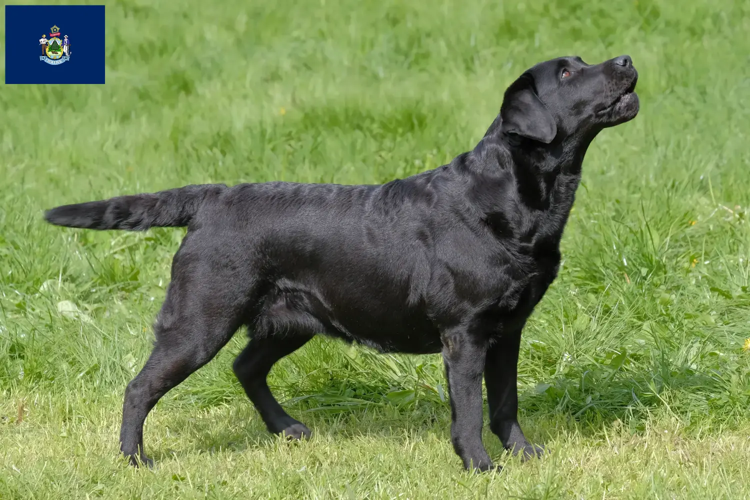 Labrador puppies and breeders Maine Find Labrador breeders in Maine here.