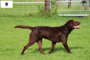 Read more about the article Labrador breeders and puppies in Massachusetts