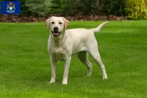 Read more about the article Labrador breeders and puppies in Michigan
