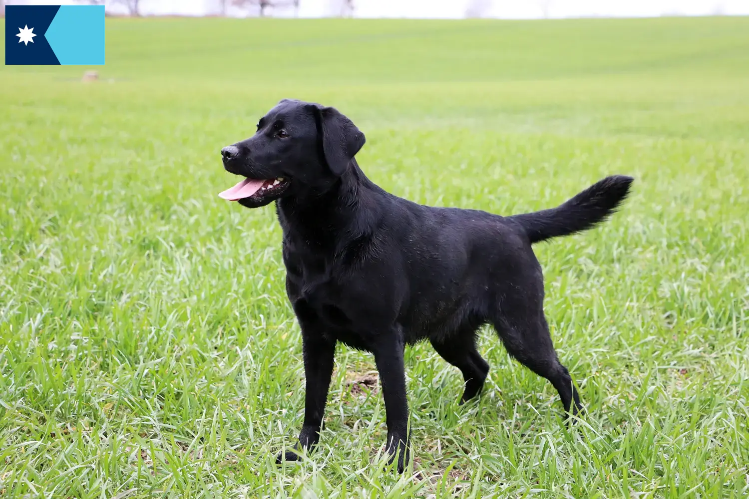 Labrador puppies and breeders Minnesota Find Labrador breeders in Minnesota.