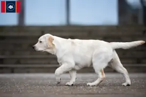 Read more about the article Labrador breeders and puppies in Mississippi