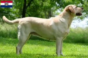 Read more about the article Labrador breeders and puppies in Missouri