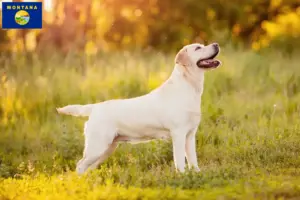 Read more about the article Labrador breeders and puppies in Montana