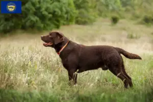 Read more about the article Labrador breeders and puppies in Nebraska