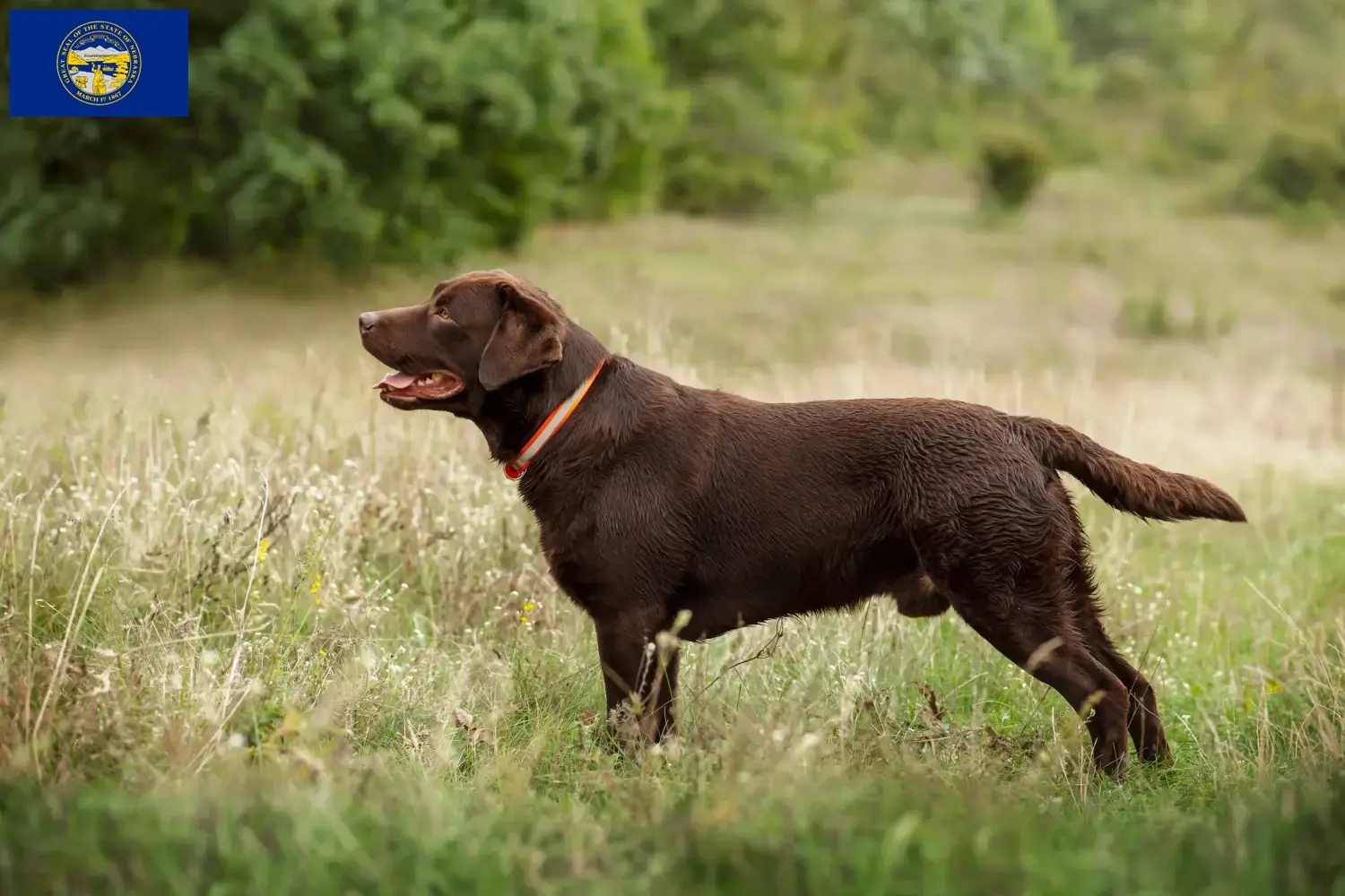 Labrador puppies and breeders Nebraska Find Labrador breeders in Nebraska.
