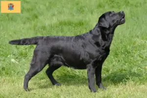 Read more about the article Labrador breeders and puppies in New Jersey