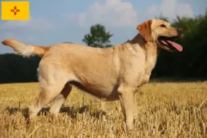 Read more about the article Labrador breeders and puppies in New Mexico