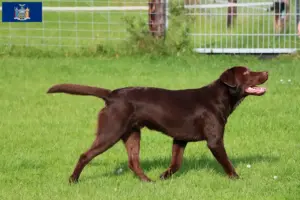 Read more about the article Labrador breeders and puppies in New York