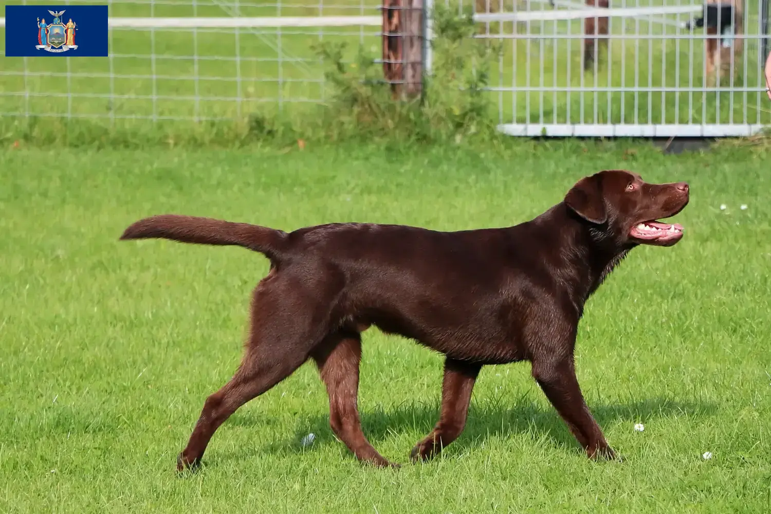 Labrador puppies and breeder New York Find Labrador breeders in New York here.
