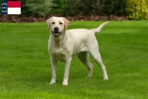 Read more about the article Labrador breeders and puppies in North Carolina