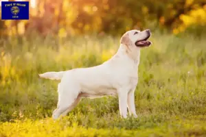 Read more about the article Labrador breeders and puppies in Oregon