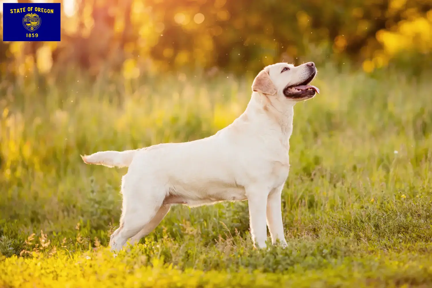 Labrador puppies and breeder Oregon Find Labrador breeders in Oregon here.