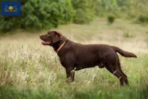 Read more about the article Labrador breeders and puppies in Pennsylvania