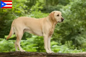 Read more about the article Labrador breeders and puppies in Puerto Rico
