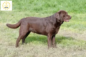 Read more about the article Labrador breeders and puppies in Rhode Island