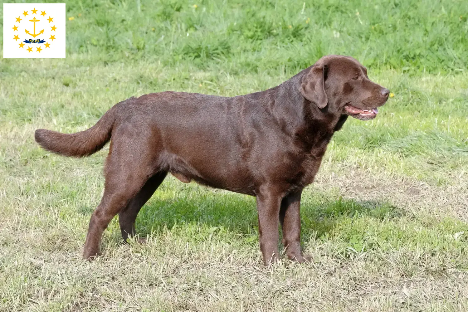 Labrador puppies and breeders Rhode Island Find Labrador breeders in Rhode Island here.