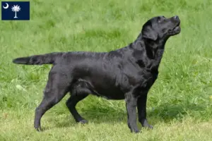 Read more about the article Labrador breeders and puppies in South Carolina