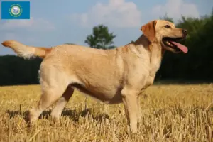 Read more about the article Labrador breeders and puppies in South Dakota