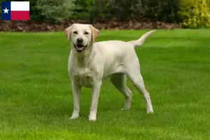 Read more about the article Labrador breeders and puppies in Texas