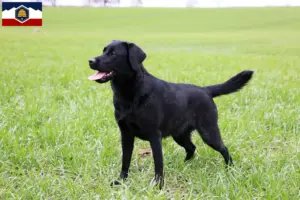 Read more about the article Labrador breeders and puppies in Utah