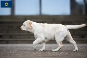 Read more about the article Labrador breeders and puppies in Vermont