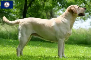 Read more about the article Labrador breeders and puppies in Virginia