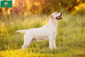 Read more about the article Labrador breeders and puppies in Washington