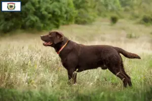 Read more about the article Labrador breeders and puppies in West Virginia