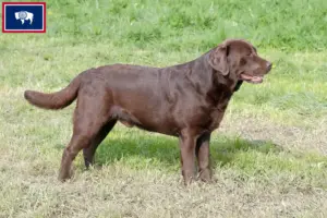 Read more about the article Labrador breeders and puppies in Wyoming