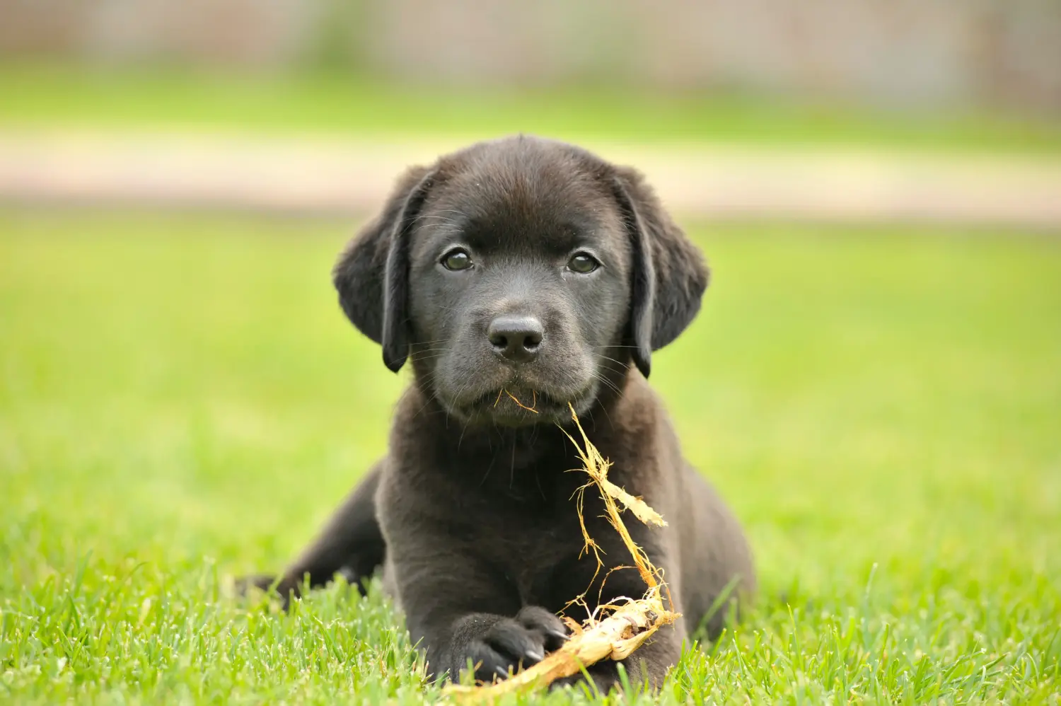 Buying a Labrador puppy means taking responsibility! Buy Labrador puppies.