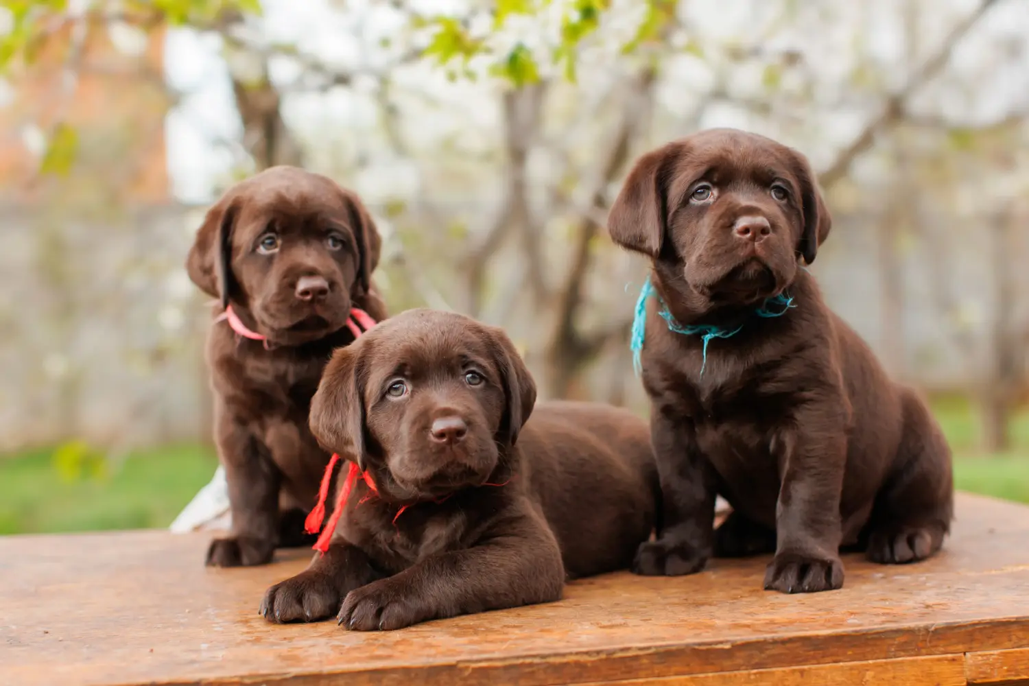 Buying a Labrador puppy means taking responsibility! Buy Labrador puppies.