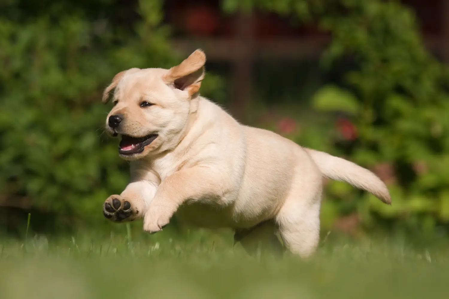 Buying a Labrador puppy means taking responsibility! Buy Labrador puppies.