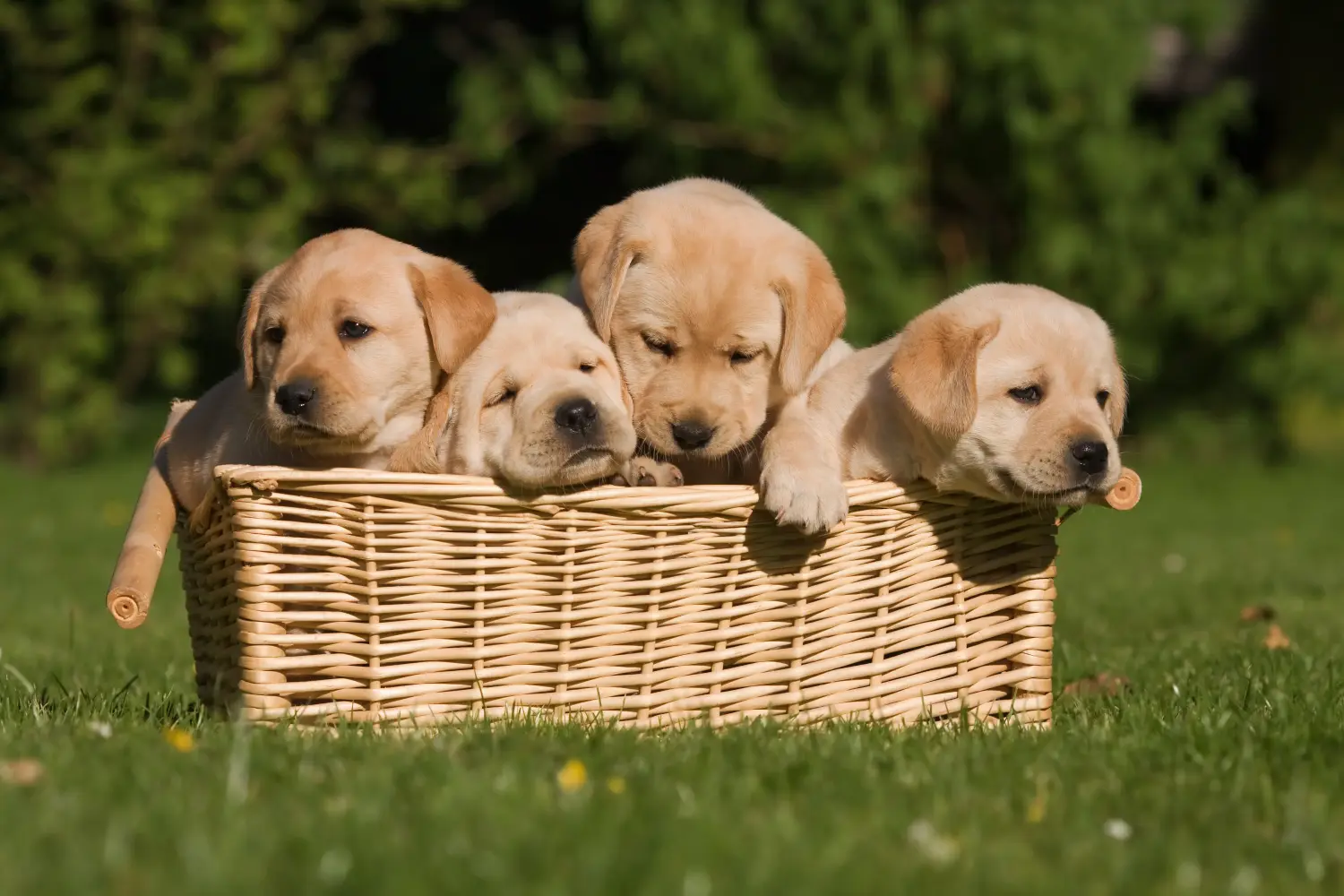 Buying a Labrador puppy means taking responsibility! Buy Labrador puppies.