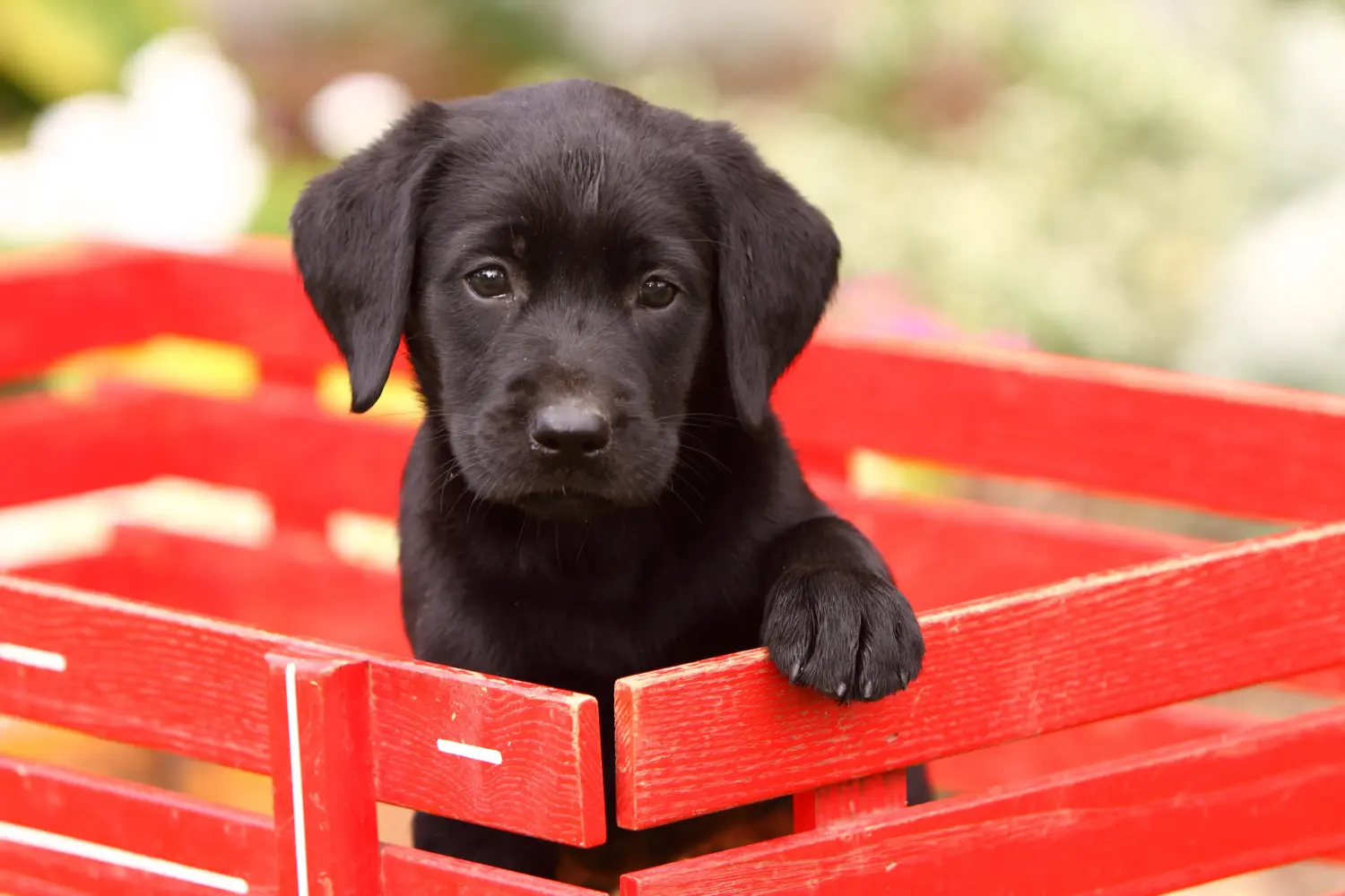 Buying a Labrador puppy means taking responsibility! Buy Labrador puppies.