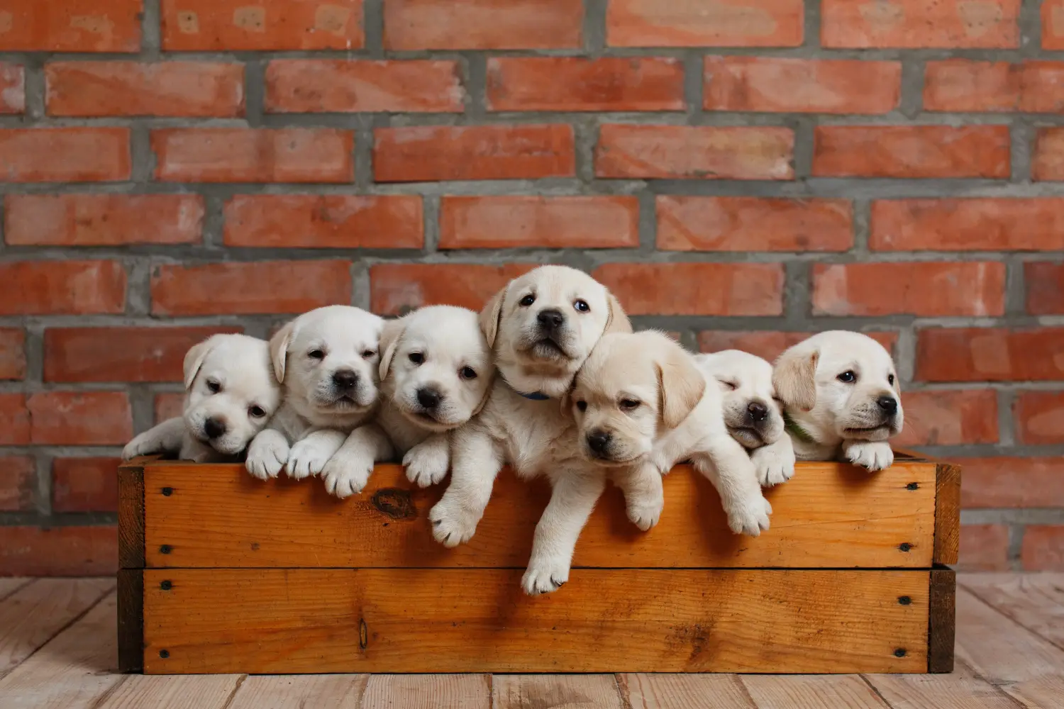 Buying a Labrador puppy means taking responsibility! Buy Labrador puppies.
