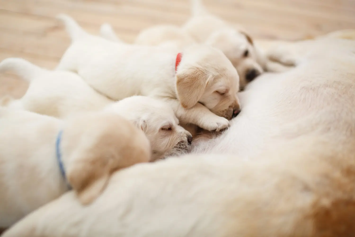 Buying a Labrador puppy means taking responsibility! Buy Labrador puppies.