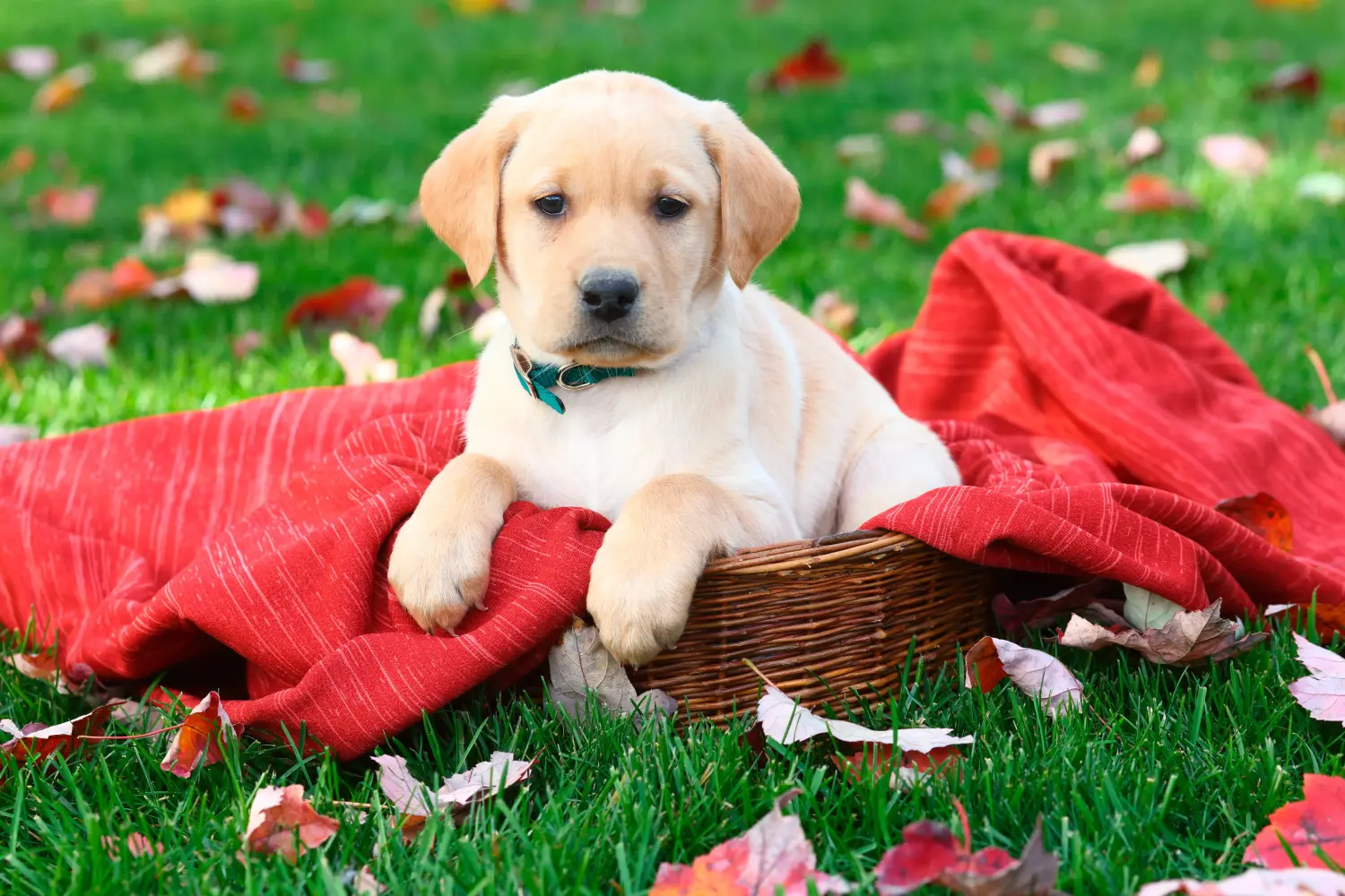Buying a Labrador puppy means taking responsibility! Buy Labrador puppies.