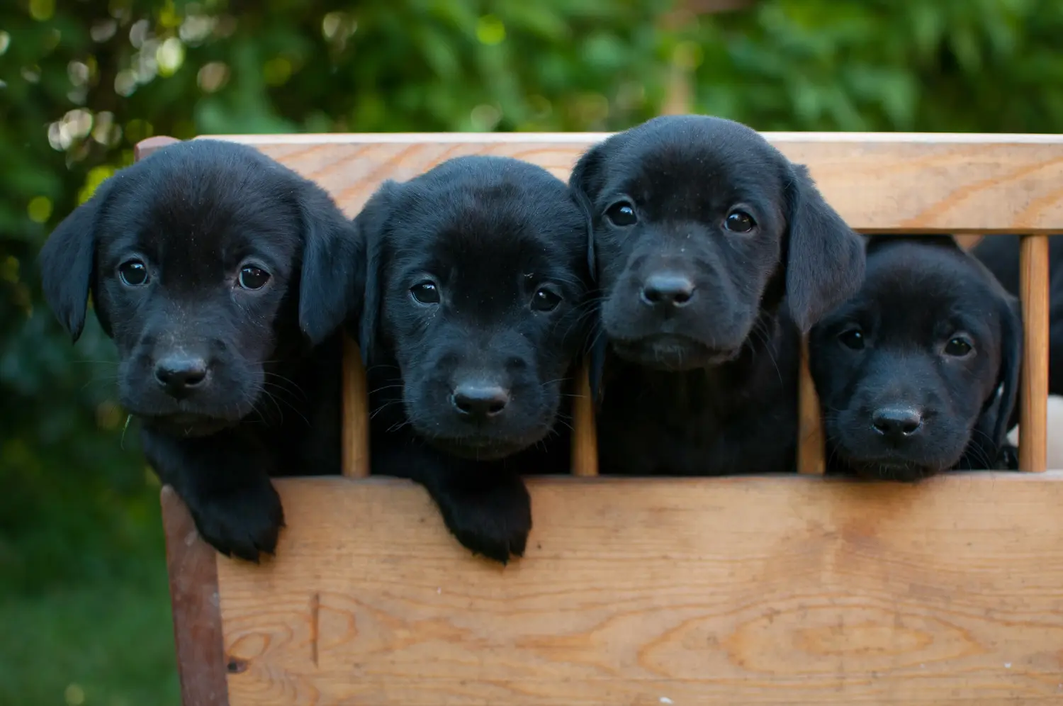 Buying a Labrador puppy means taking responsibility! Buy Labrador puppies.