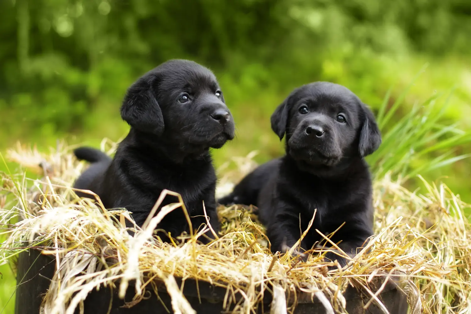Buying a Labrador puppy means taking responsibility! Buy Labrador puppies.