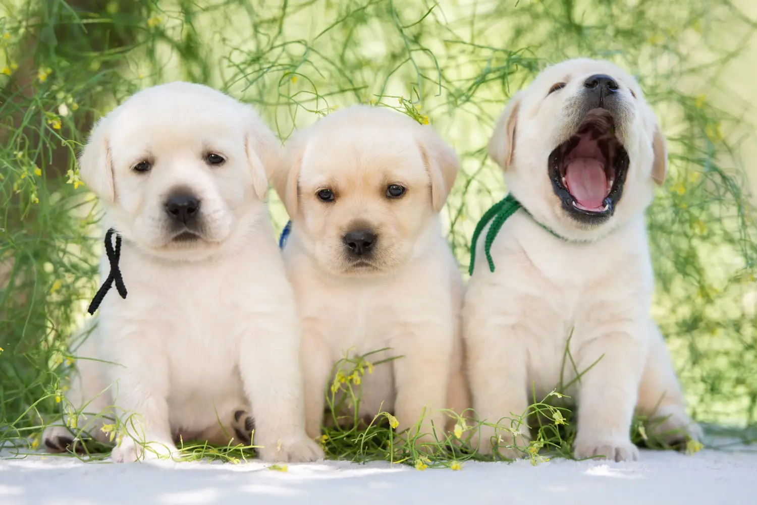 Buying a Labrador puppy means taking responsibility! Buy Labrador puppies.