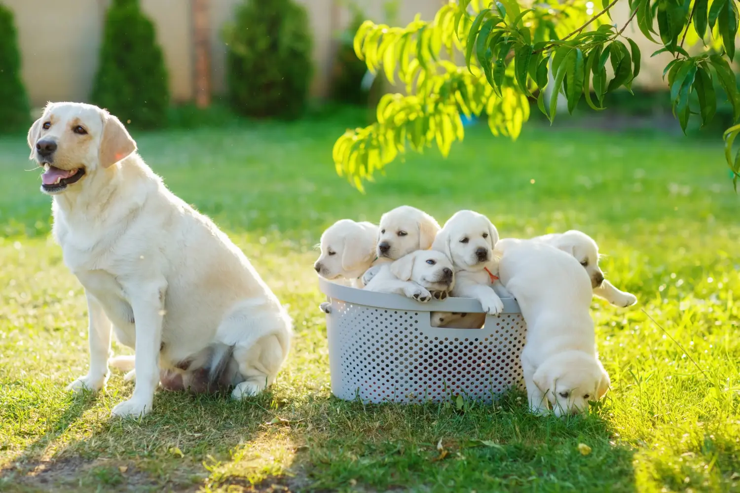 Buying a Labrador puppy means taking responsibility! Buy Labrador puppies.
