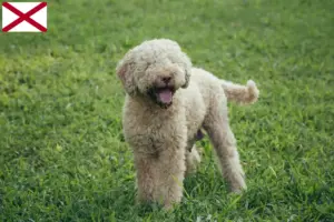 Read more about the article Lagotto Romagnolo breeders and puppies in Alabama